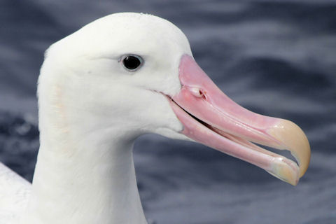 Wandering Albatross (Diomedea exulans)